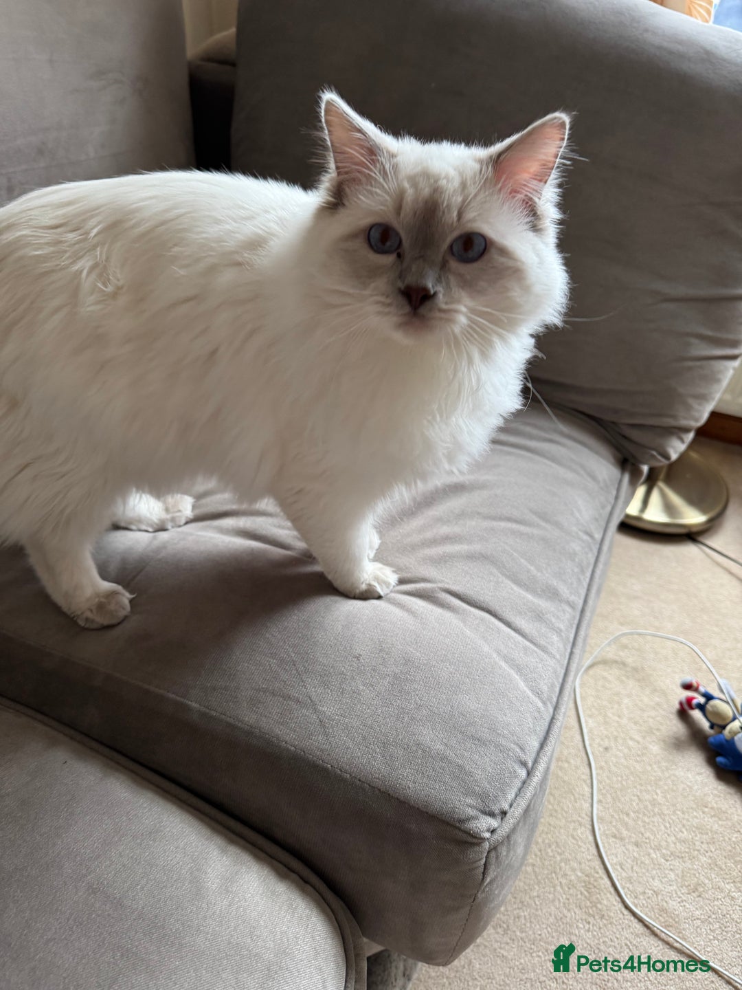 Ragdoll cats for sale: Rare Ragdoll Kitten - Image 4