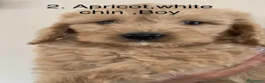 Cockapoo 2