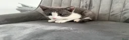 Mixed Breed cats for sale: Ready for their forever home 🥰⭐️ - Advert 31
