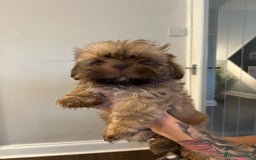 Shih Tzu dogs for sale: Imperial Shih Tzu for sale - Image 4