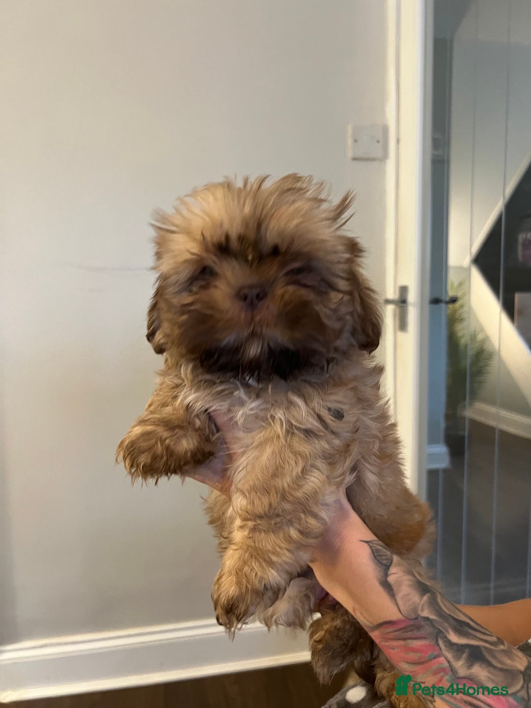 Shih Tzu dogs for sale: Imperial Shih Tzu for sale - Image 4