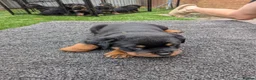 Rottweiler dogs for sale: 4 rottweiler boys  - Advert 10