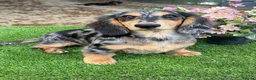 Miniature Dachshund dogs for sale: KC Reg Silver Dapple Girl🤍 - Advert 4