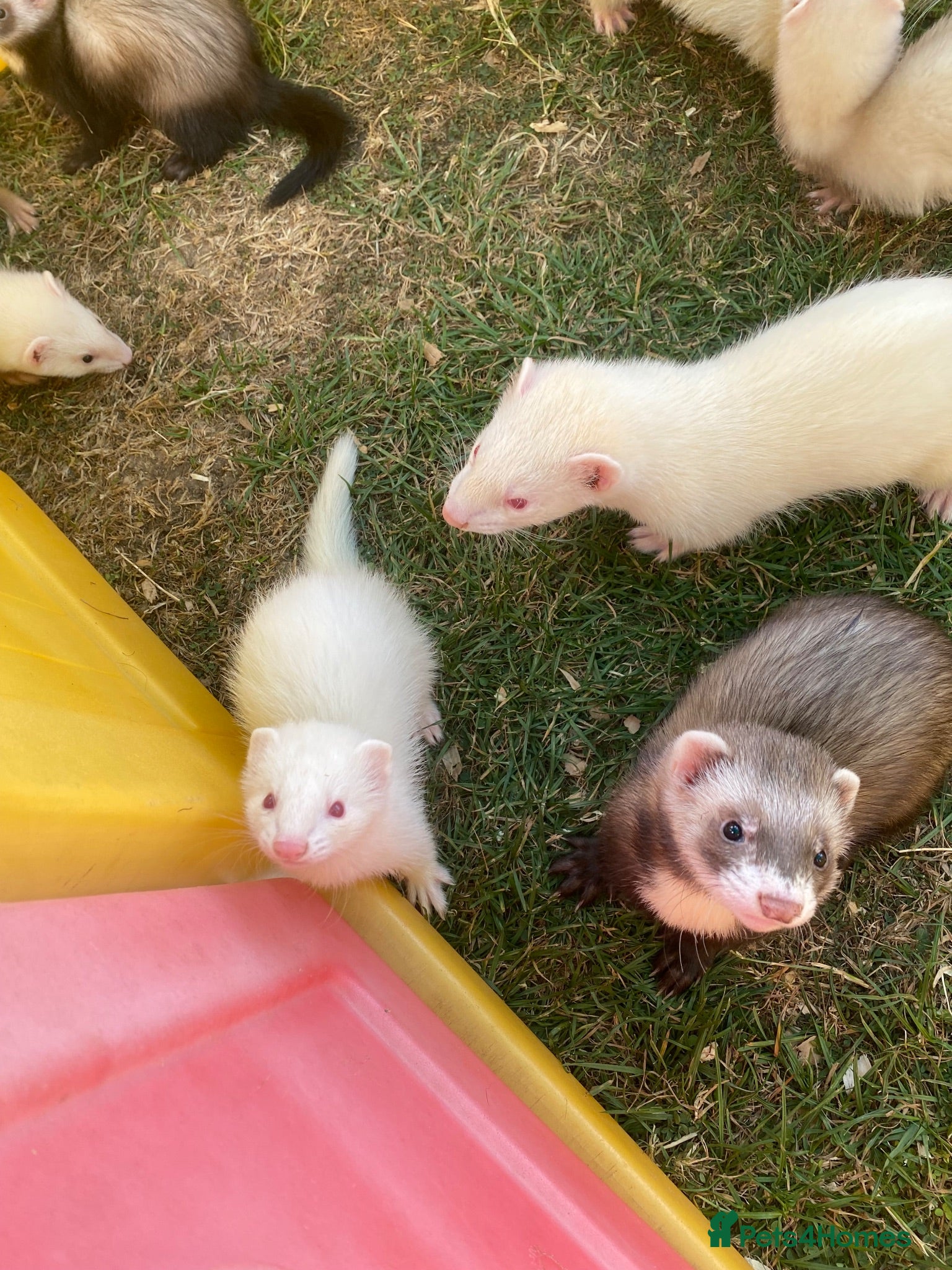 Ferret rodents Ferrets for sale.  - Advert 1