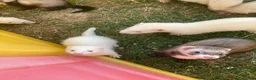 Ferret rodents for sale: Ferrets for sale.  in Salisbury - Advert 1