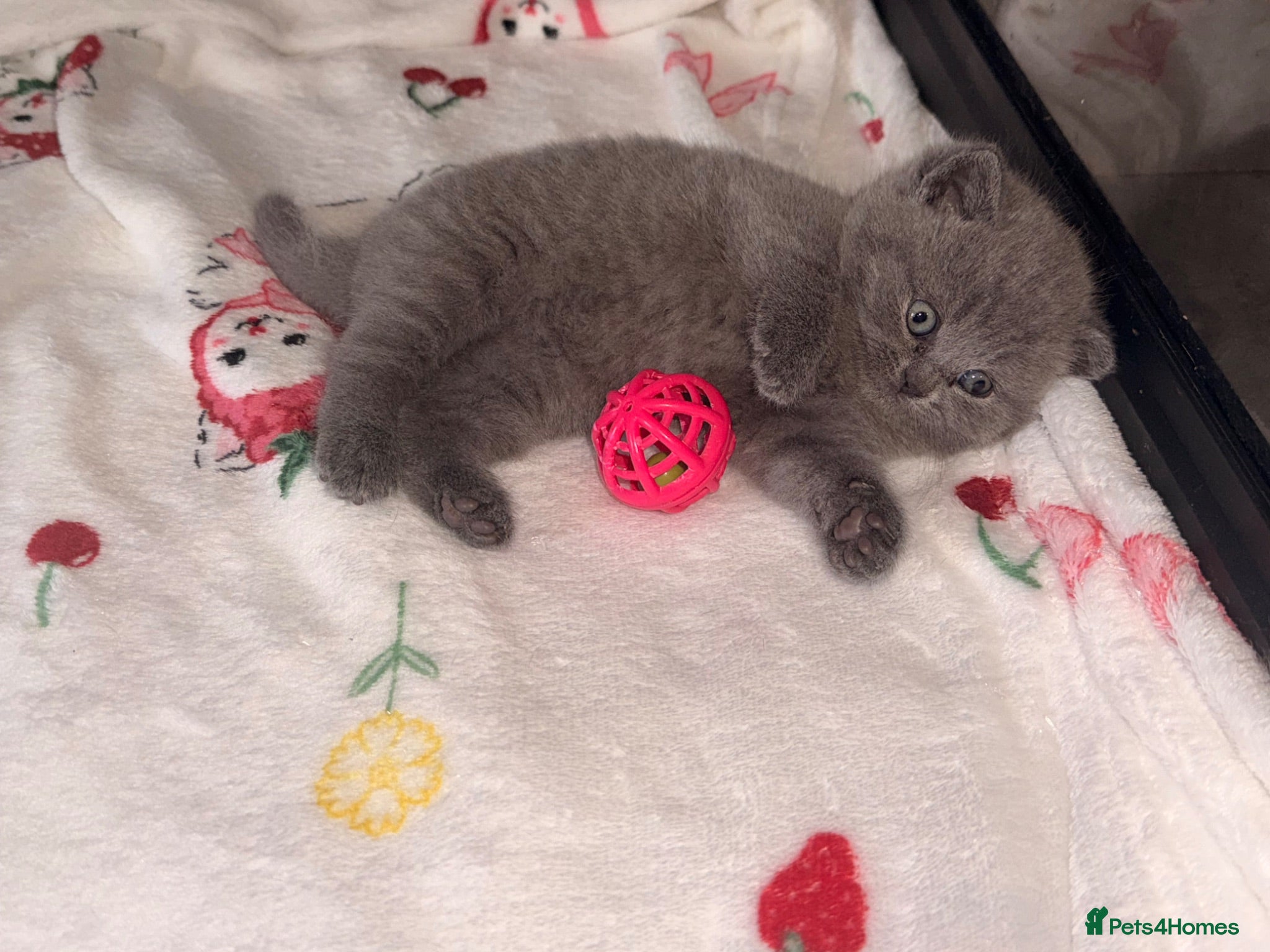 British Shorthair cats GCCF Registered Blue Female - Advert 1