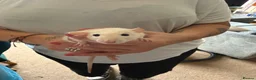 Rat rodents for sale: Rats for sale - Advert 4