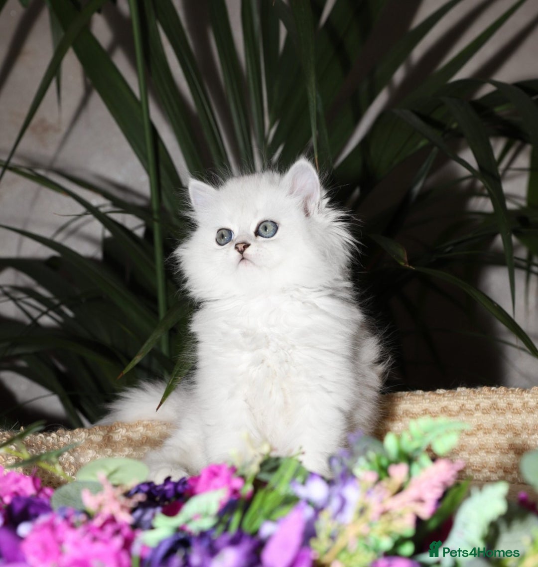 Persian cats for sale: Stunning Chinchilla Persian Kittens-Ready to go 💕 - Advert 17