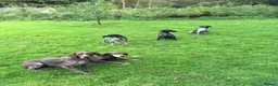 German Shorthaired Pointer dogs for sale: Adorable German Shorthaired Pointer Puppies  - Advert 2
