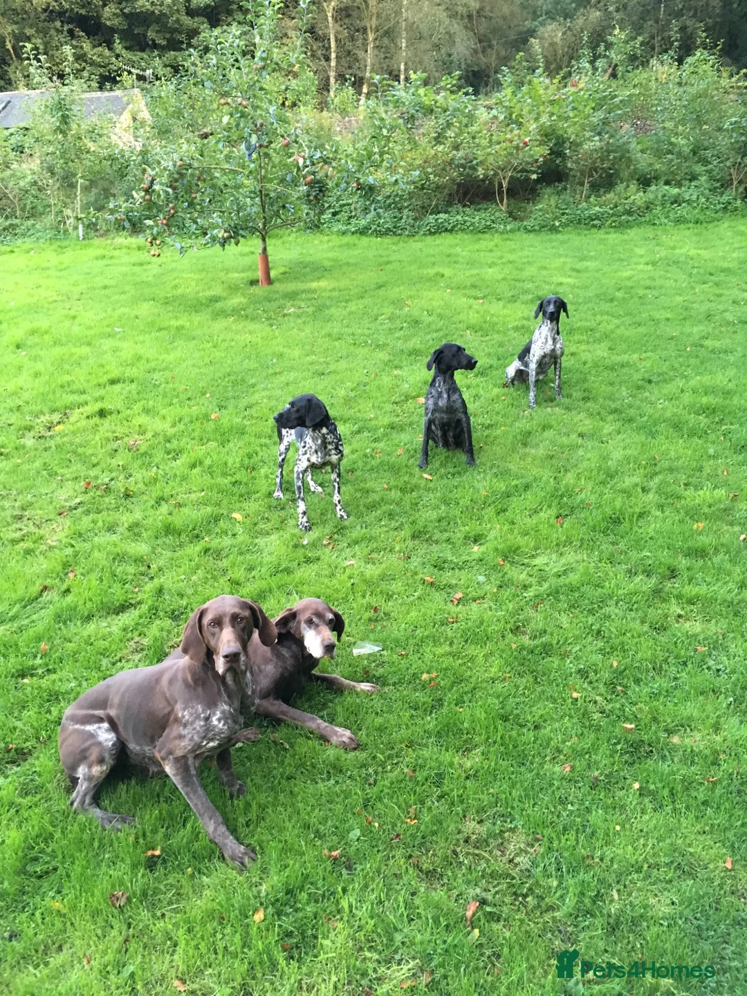 German Shorthaired Pointer dogs for sale: Adorable German Shorthaired Pointer Puppies  - Advert 2