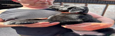 Huntaway Puppy 4 - Orange Collar 