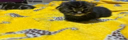 Mixed Breed cats for sale: 2 mixed breed kittens  in Basingstoke - Advert 3