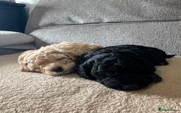 Cockapoo dogs for sale: F1BB Toy Cockapoo puppies - Image 11
