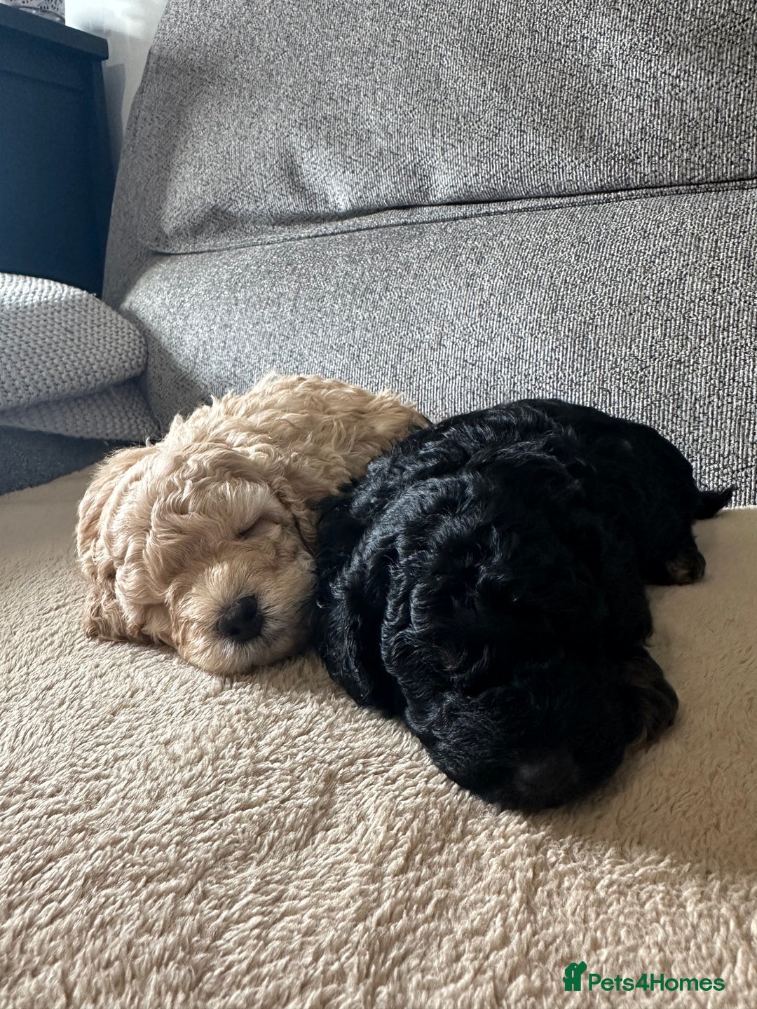 Cockapoo dogs for sale: F1BB Toy Cockapoo puppies - Image 11
