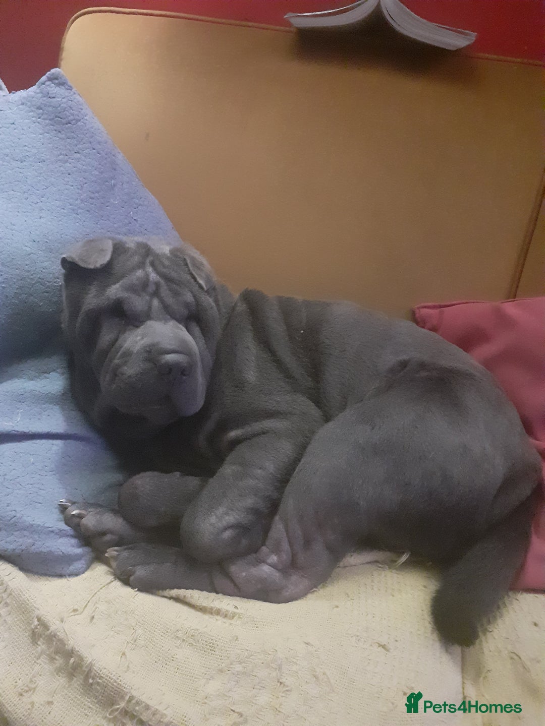 Shar Pei dogs for sale: Shar-Pei puppies for sale - Advert 2