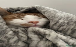 Turkish Van cats for sale: Mister needs a warm and loving home! - Image 1