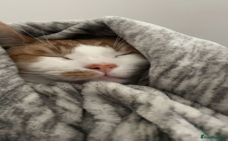 Turkish Van cats - Advert 10