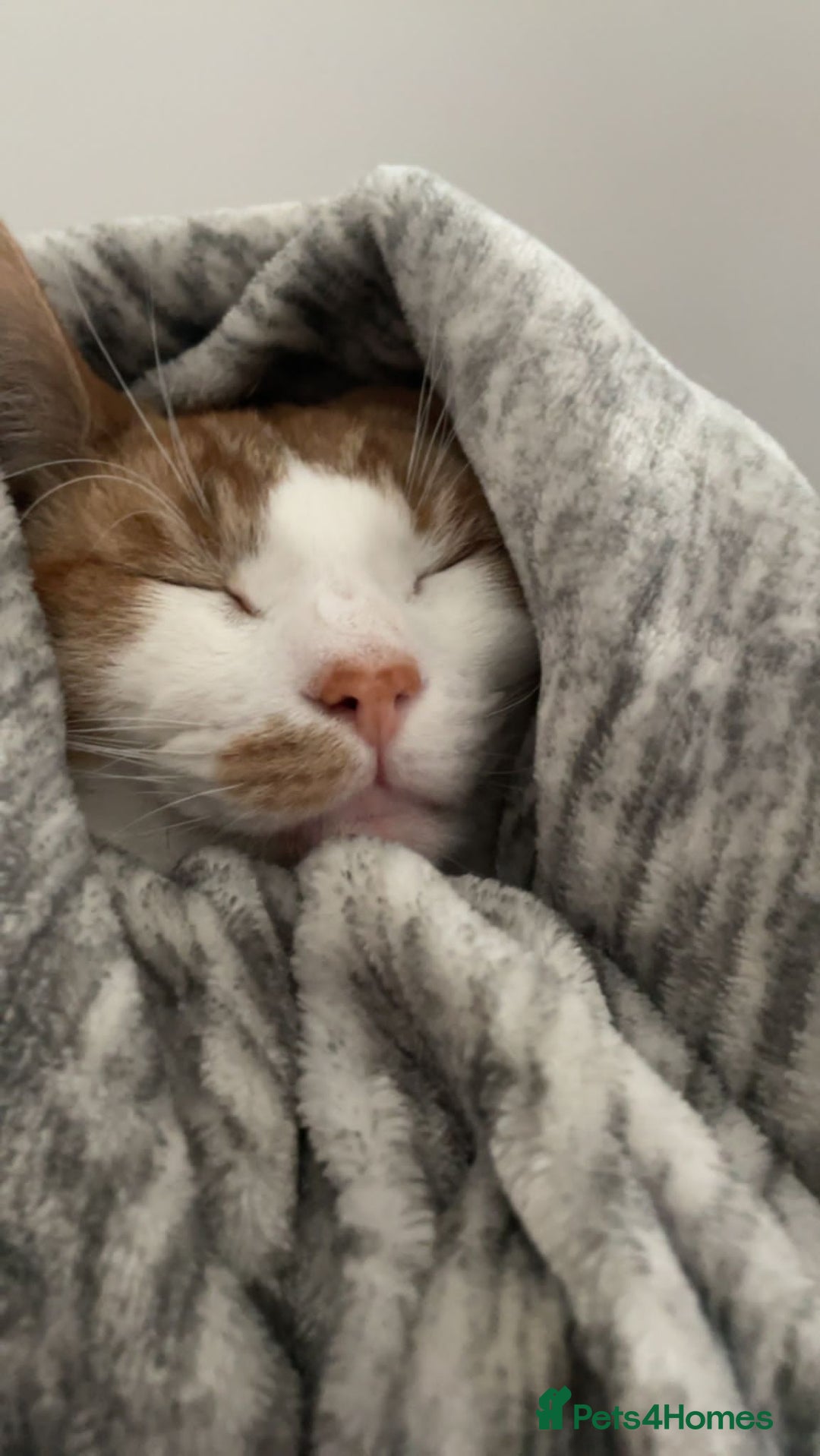 Turkish Van cats for sale: Mister needs a warm and loving home! - Image 1