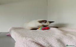 Ragdoll cats for sale: GCCF registered seal and chocolate ragdoll kittens - Image 5