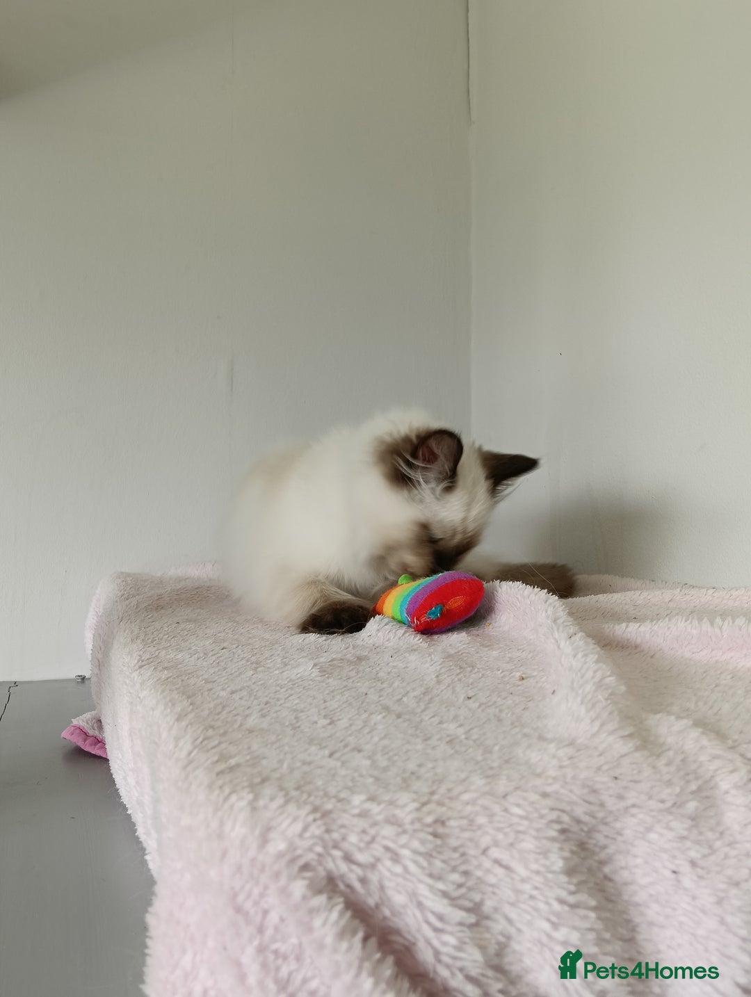 Ragdoll cats for sale: GCCF registered seal and chocolate ragdoll kittens - Image 5