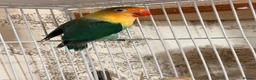 Lovebirds birds for sale: Lovebirds pairs, males and more for rehoming  in Sevenoaks - Advert 7