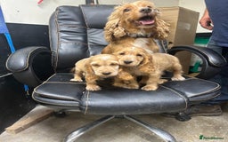 Cocker Spaniel dogs for sale: Orange Roan Girls - Image 9