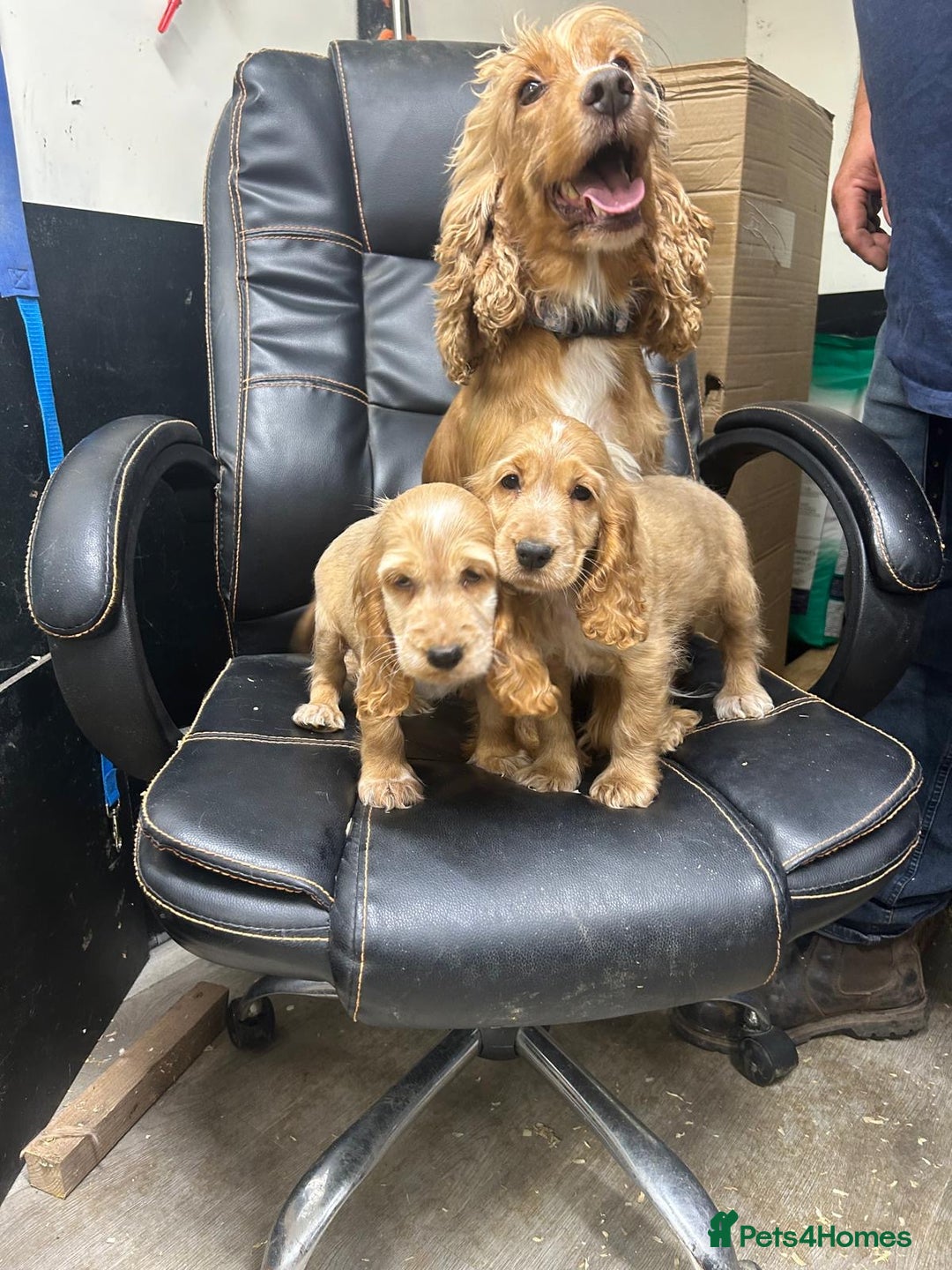 Cocker Spaniel dogs for sale: Orange Roan Girls - Image 9