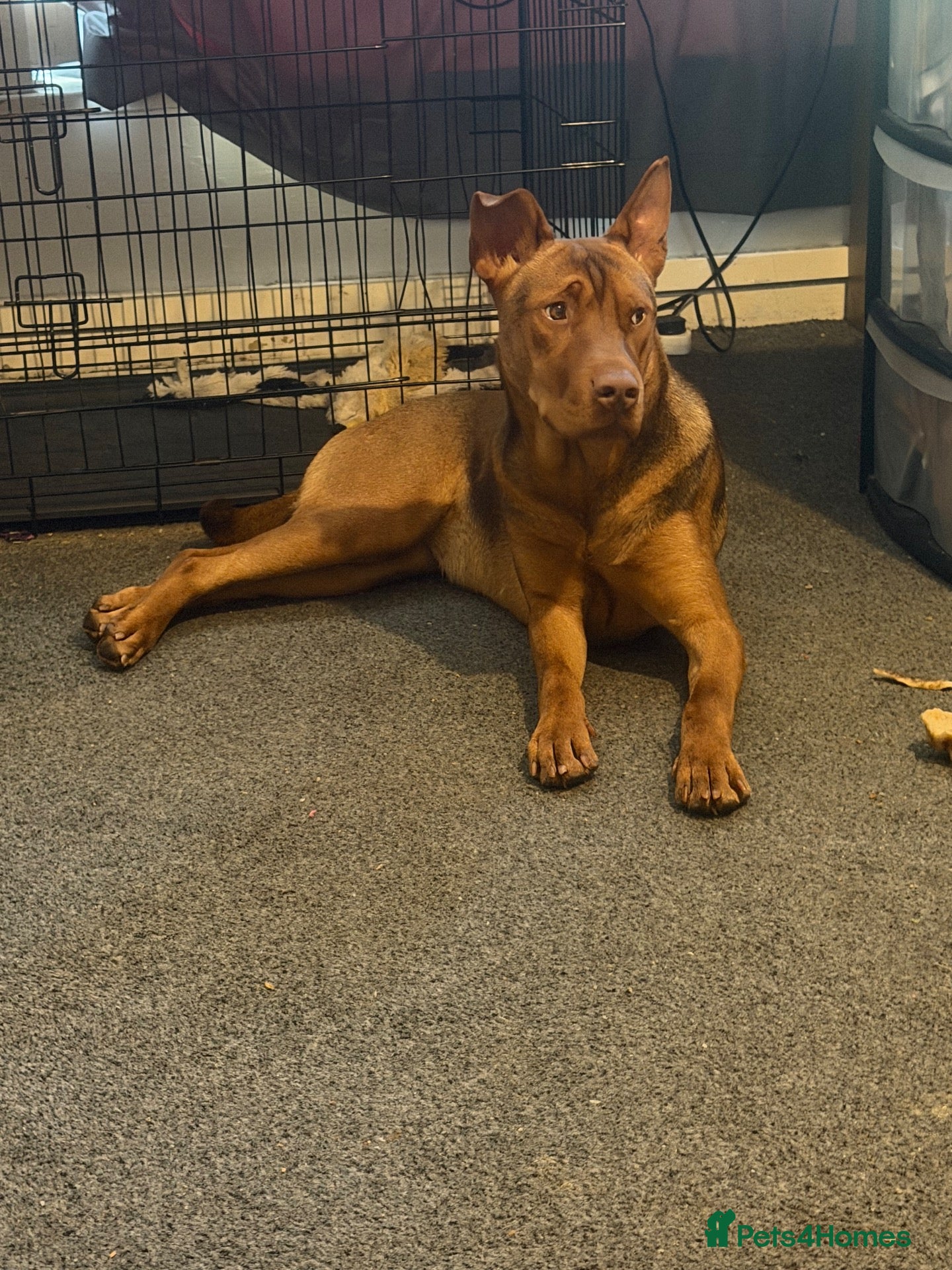 Mixed Breed dogs Winnie 9 months old  - Advert 4