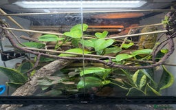 Gecko reptiles for sale: Neon day gecko lizards with full set up!  - Image 2