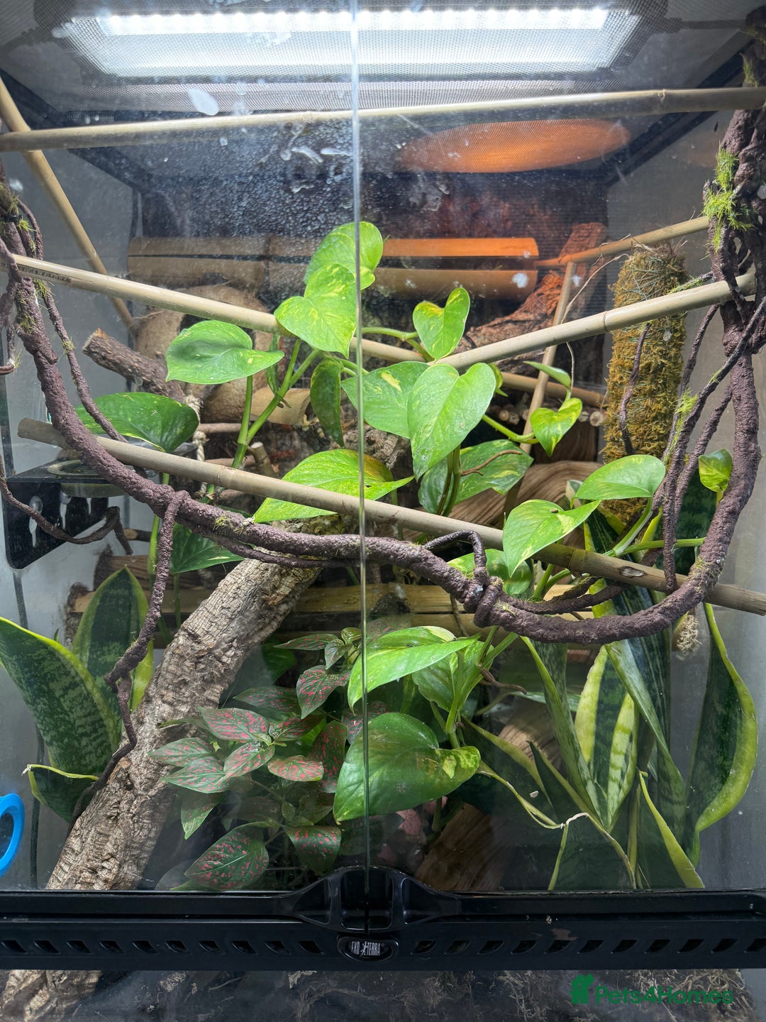 Gecko reptiles for sale: Neon day gecko lizards with full set up!  - Image 2