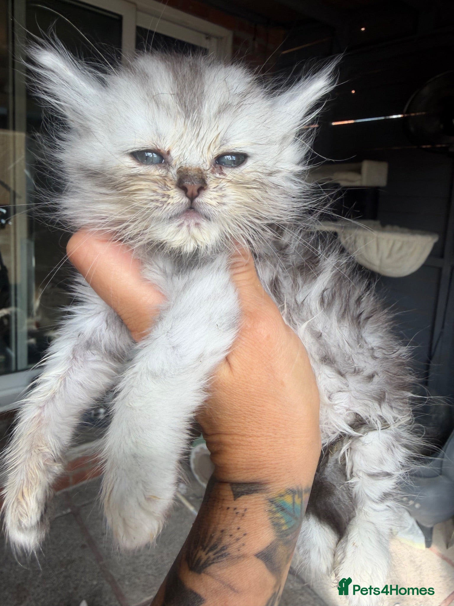 Persian cats I have 4 Persian cross Maine coon kittens - Advert 13