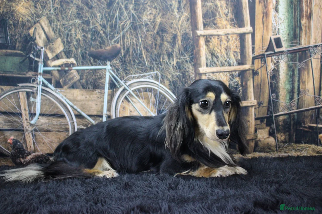 Miniature Dachshund dogs for sale: Stunning boy, fun and affectionate, health tested - Advert 2