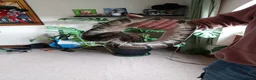 Python Snake reptiles for sale: Ball/Royal Python in Richmond - Advert 3