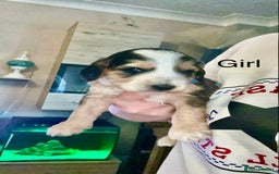 Cockapoo dogs for sale: STUNNING PHANTOM PUPS EXTENSIVE DNA TESTED  - Image 1