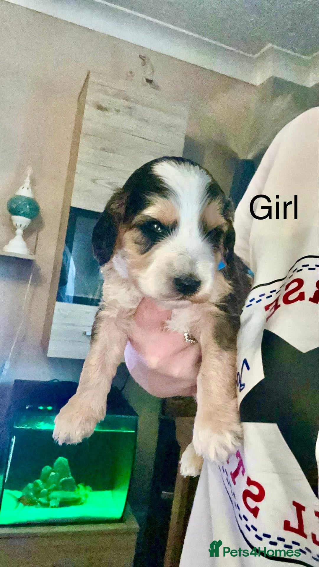 Cockapoo dogs for sale: STUNNING PHANTOM PUPS EXTENSIVE DNA TESTED  - Image 1