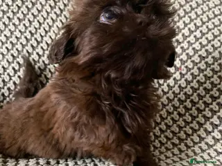 Shih Tzu dogs Beautiful baby shitzus - Advert 1