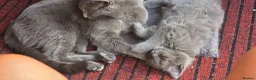 Mixed Breed cats for sale: 2 beautiful kittens 😸  - Advert 2
