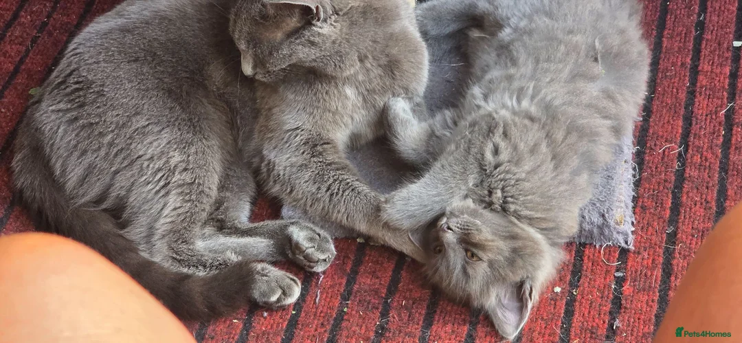 Mixed Breed cats for sale: 2 beautiful kittens 😸  - Advert 2