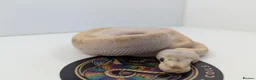 Python Snake reptiles for sale: Royal Python's  - Advert 6