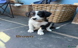 Mixed Breed dogs for sale: Border colllie/bearded collie pups  - Image 10