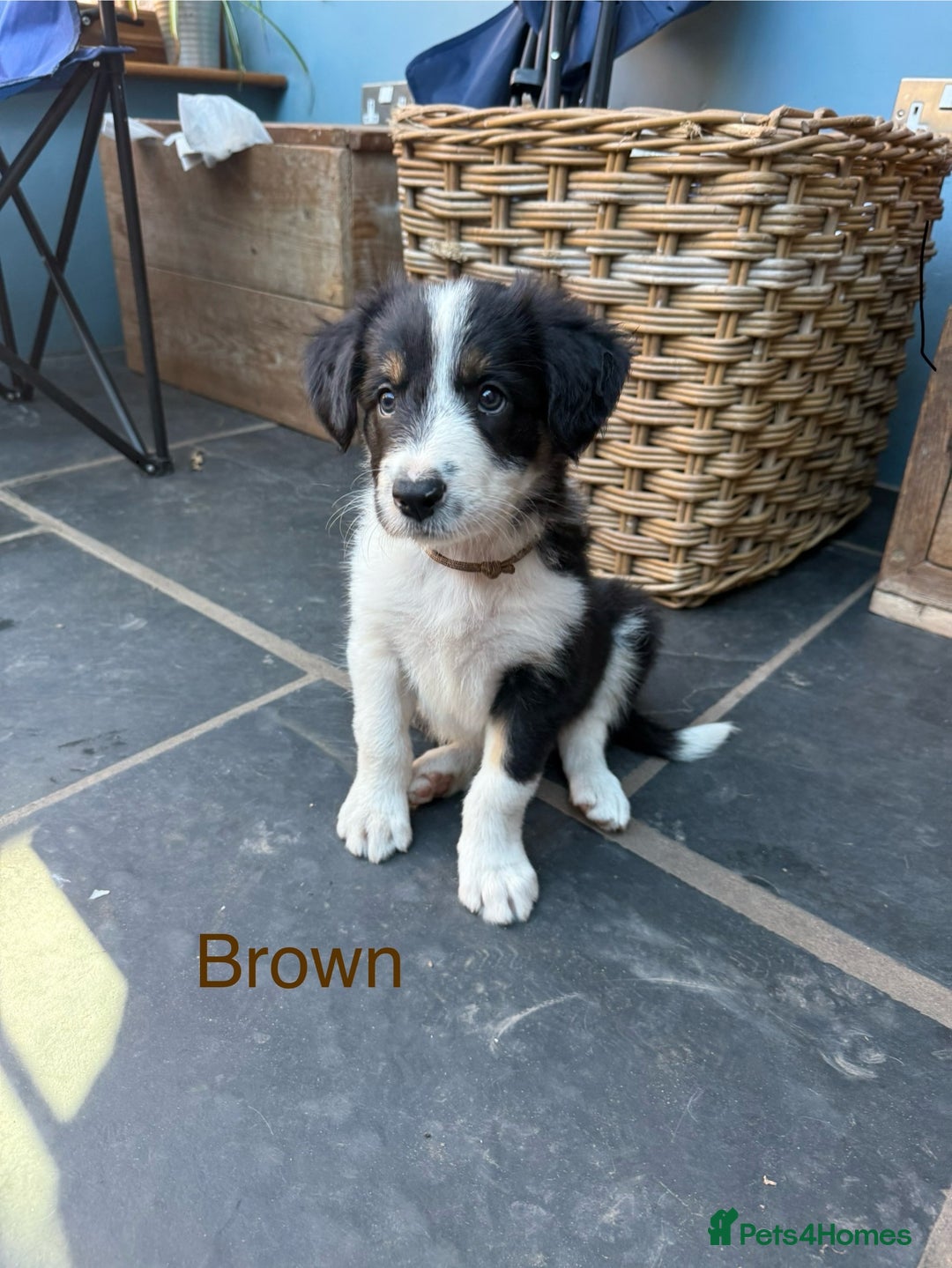 Mixed Breed dogs for sale: Border colllie/bearded collie pups  - Image 10