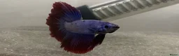 Bettas fish for sale: Half-Moon Betta Fish in Bolton - Advert 4