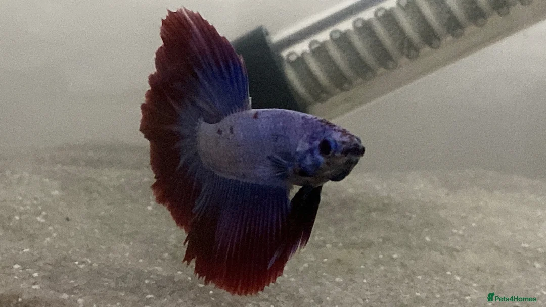 Bettas fish for sale: Half-Moon Betta Fish in Bolton - Advert 4