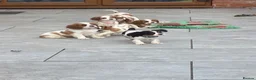 Cavalier King Charles Spaniel dogs for sale: Cavalier King Charles puppies - Advert 2