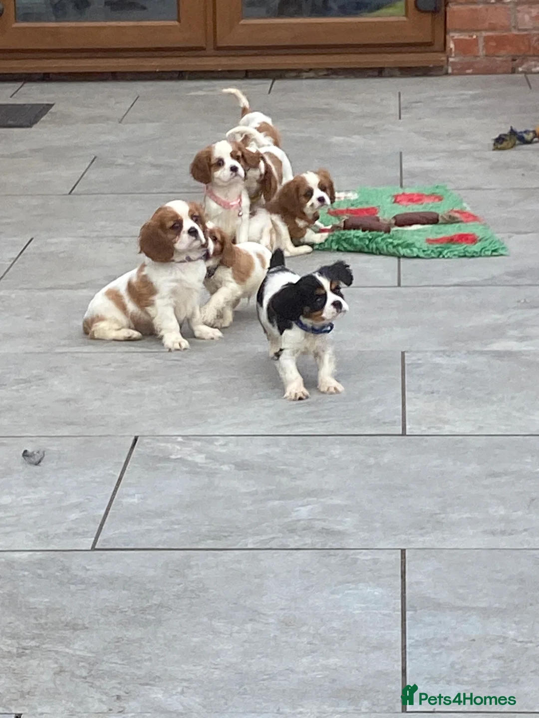 Cavalier King Charles Spaniel dogs for sale: Cavalier King Charles puppies - Advert 2