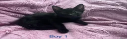 Mixed Breed cats for sale: 6 Black Kittens Ready to Leave! - Advert 4