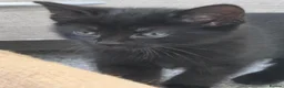 Mixed Breed cats for sale: Silver and black kittens  - Advert 5