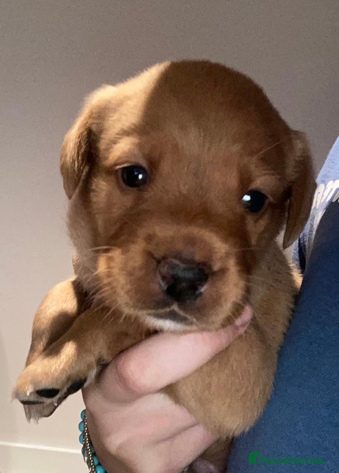 Labrador Retriever dogs for sale: Excellent Labrador puppies for sale - Image 8