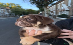 English Bulldog dogs for sale: Top quality English bulldog KC REG - Image 15