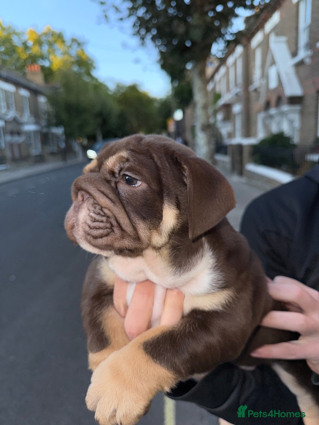English Bulldog dogs for sale: Top quality English bulldog KC REG - Image 15